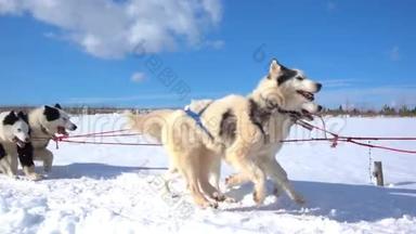 狗所驾驭的狗会滋生带有人的哈士奇拉力雪橇，慢动作，视频循环